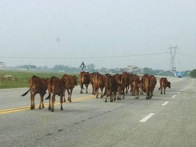 Tin tức trong ngày - Đề xuất làm đường hầm cho… trâu bò qua quốc lộ