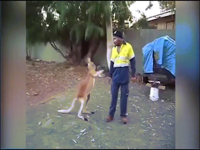 Phi thường - kỳ quặc - Ngứa mắt với người, Kangaroo lao vào tung "liên hoàn cước"