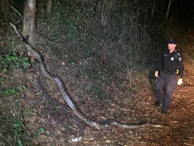 Thế giới - Sốc khi gặp "cụ" mãng xà lớn đến khó tin, dài nhất nước Úc