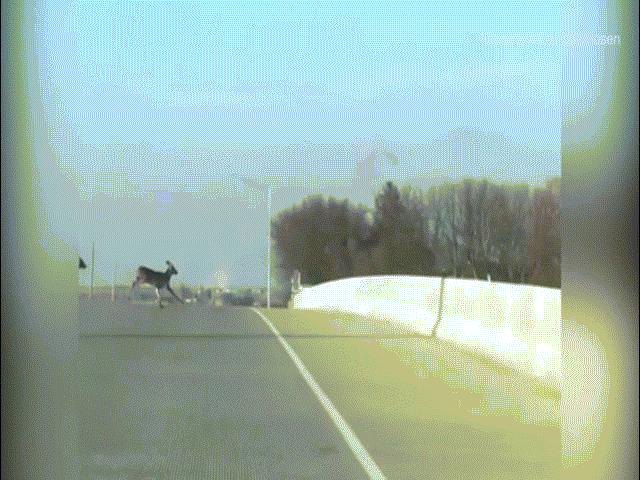 Phi thường - kỳ quặc - Hãi hùng cảnh đàn hươu nối đuôi nhau nhảy cầu tự tử ở Mỹ