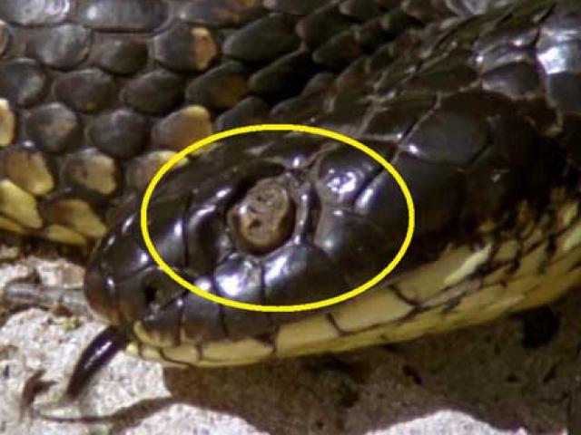 Loài vật khiến hầu hết rắn hổ kịch độc mù mắt trên đảo Úc