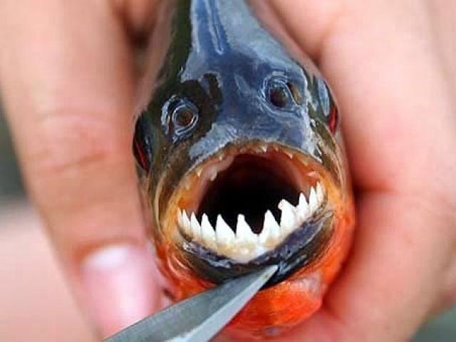 Thị trường - Tiêu dùng - "Điểm mặt" 5 loài sinh vật ngoại lai gây mối nguy cao