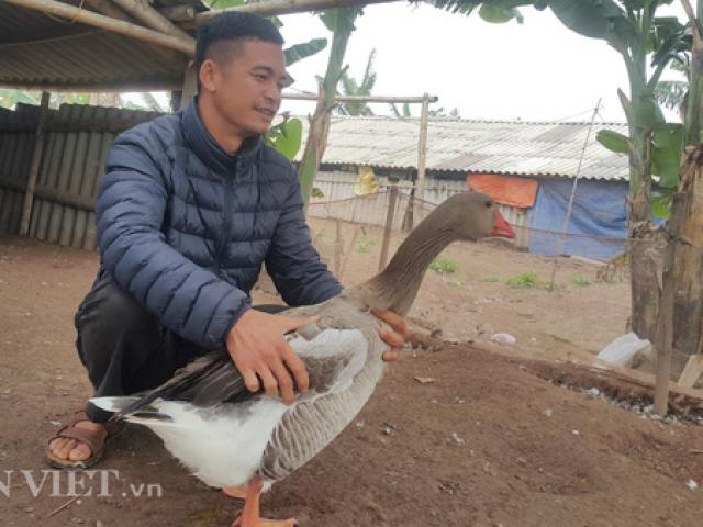 Thị trường - Tiêu dùng - Nuôi con gì bán Tết: Ngỗng trời giá tiền triệu, chưa Tết đã "cháy" hàng