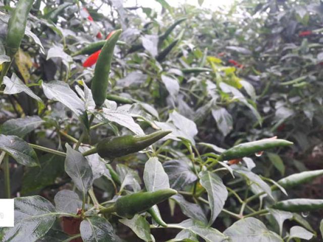 Thị trường - Tiêu dùng - Trồng quả cay xé lưỡi, giá cao, nông dân lãi gấp 10 lần cấy lúa