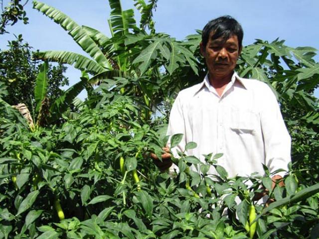 Thị trường - Tiêu dùng - Cho 3 cây chung 1 “nhà”, tưởng dở hơi mà tiền lời gấp bội