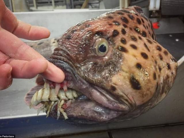 Phi thường - kỳ quặc - Bắt được hàng loạt “cá ngoài hành tinh” dưới đáy biển sâu