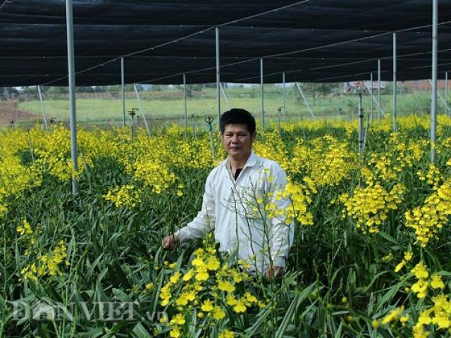 Thị trường - Tiêu dùng - Giảng viên về vườn "nghịch đất" trồng lan Vũ nữ, lãi 50 triệu/tháng