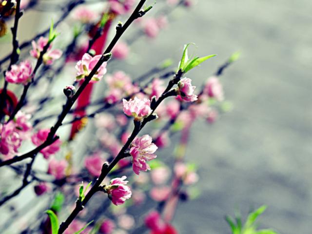 Giáo dục - du học - Thưởng tết giáo viên đang thiếu công bằng