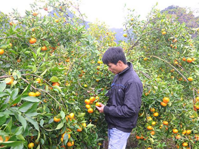 Thị trường - Tiêu dùng - Trai làng tháo vát trồng cam đường canh, thu hàng trăm triệu/năm
