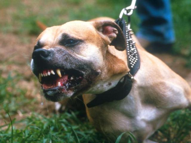 Mỹ: Cặp chó pit bull cắn chết người phụ nữ hàng xóm đêm Giáng sinh