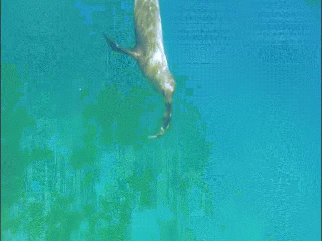 Kinh ngạc sư tử biển vẫn bơi lượn sau khi bị cá mập đớp 1/3 người