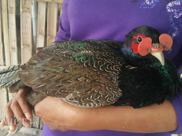 Thị trường - Tiêu dùng - Chăm chim "tiến vua", kiếm gần nửa tỷ dịp Tết