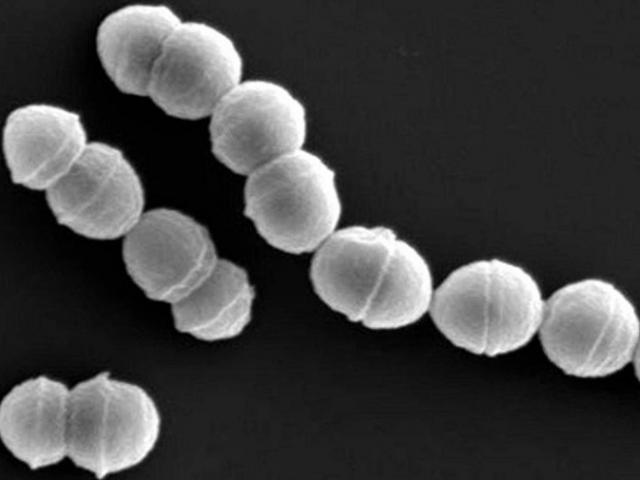 Sức khỏe đời sống - Nhật Bản: Vi khuẩn "ăn thịt người" tấn công hơn 500 người