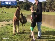 Phi thường - kỳ quặc - Đến gần cho kangaroo ăn, bé trai Úc không ngờ dính đòn nhớ đời