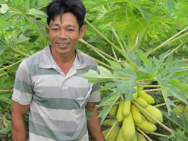 Thị trường - Tiêu dùng - Trồng đu đủ vàng sẵn sàng "săn tiền" Tết