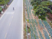 Tin tức trong ngày - Nông dân trồng rau xanh mướt, chăn bò trên đại lộ nghìn tỉ ở Thủ đô