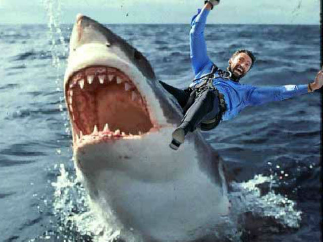 Thể thao - Giỡn mặt "tử thần": VĐV chạm trán cá mập trắng