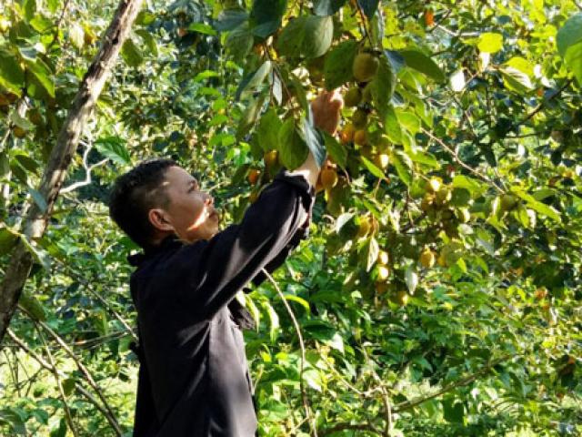 Thị trường - Tiêu dùng - Trồng 130 cây hồng không hạt, thu 3 tấn quả, có 75 triệu/mùa