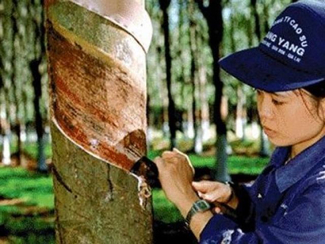 Kinh doanh - Không bán cổ phần Tập đoàn Cao su Việt Nam cho nhà đầu tư nước ngoài vì sao?