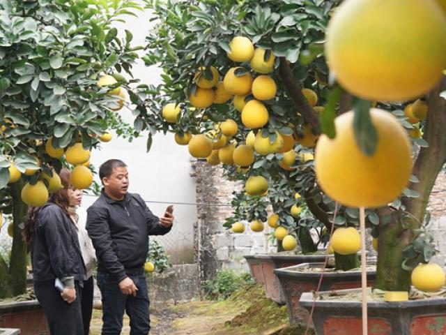 Thị trường - Tiêu dùng - Trồng cây gì bán Tết: "thuần hóa" bưởi cổ trưng Tết, nông dân Hưng Yên kiếm trăm triệu