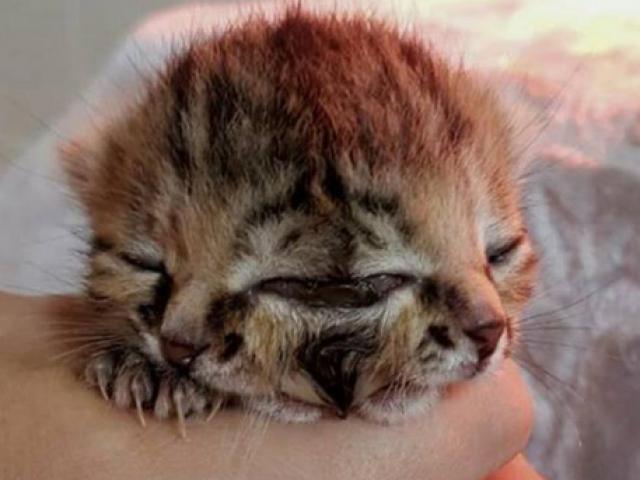 Phi thường - kỳ quặc - Mèo con 2 mặt "gây sốt" đã chết sau 16 ngày