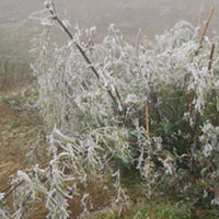 Tin tức trong ngày - Sa Pa: Băng tuyết đã tan