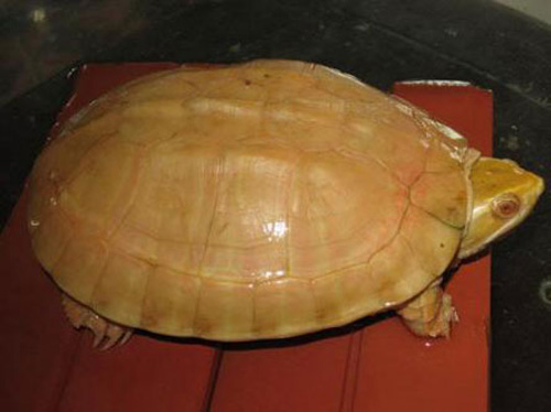 Đại gia Việt: "Đẳng cấp" đến từng món ăn - 5