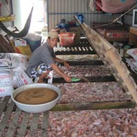 Thị trường - Tiêu dùng - Thận trọng thả nuôi cá điêu hồng vụ mới