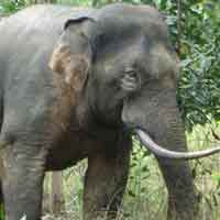 Tin tức trong ngày - "Cuộc chiến" voi và người: Voi rừng đại náo