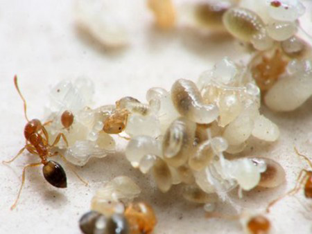 Giòn ngon canh trứng kiến nấu lá bún - 2