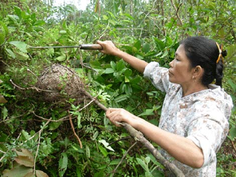 Giòn ngon canh trứng kiến nấu lá bún - 1