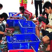 Thị trường - Tiêu dùng - Thương lái TQ núp bóng du khách mua cua biển