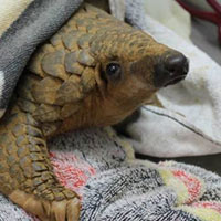 Sức khỏe đời sống - Tê tê thành hàng "nóng" vì tưởng thần dược