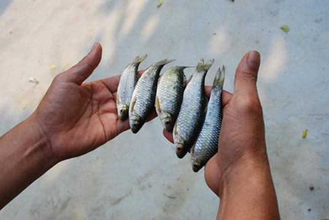 Những con cá rầm xanh tiến vua có tên trong Sách đỏ Việt Nam nhưng lại thường xuyên được… lên đĩa với giá chỉ 5 đến 10.000 đồng/kg.
