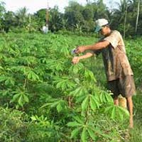 Thị trường - Tiêu dùng - Trồng sắn bán lá: Bộ NNPTNT lên tiếng