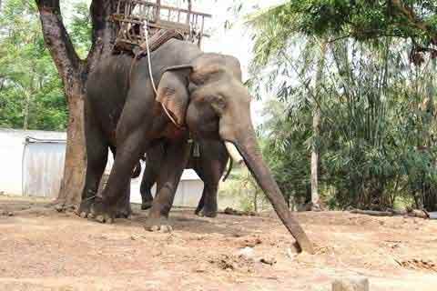 Ép voi "yêu", đẻ thành công lĩnh 400 triệu - 1