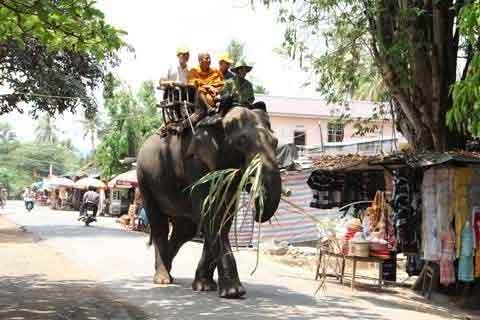 Ép voi "yêu", đẻ thành công lĩnh 400 triệu - 2