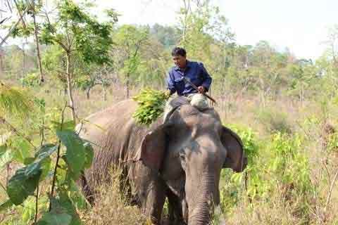 Ép voi "yêu", đẻ thành công lĩnh 400 triệu - 3
