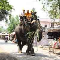 Tin tức trong ngày - Ép voi "yêu", đẻ thành công lĩnh 400 triệu