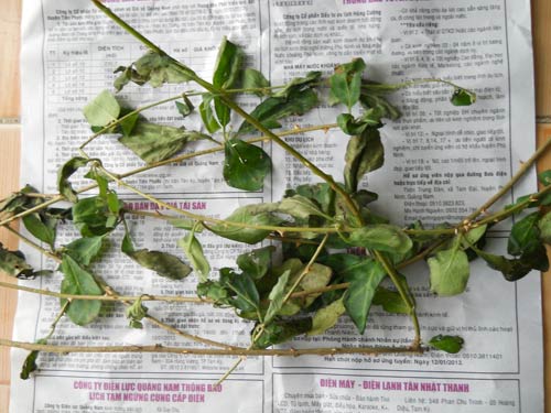 Đổ xô săn cây cà gai leo trị ung thư - 3