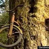 Phi thường - kỳ quặc - Cây "nuốt" xe đạp