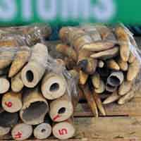 Tin tức trong ngày - Hồng Kông: Thu giữ hơn 1 tấn ngà voi