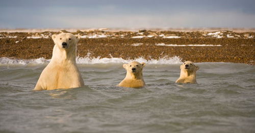 Ảnh đẹp: Sư tử biển viết thư pháp - 8