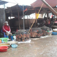 Tin tức trong ngày - Chặn được gà lậu, giá gà nội tăng phi mã