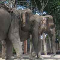 Tin tức trong ngày - “Kỹ nghệ” làm giả lông đuôi voi