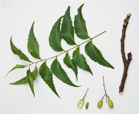 Bí quyết "trị" đôi môi nứt nẻ ngày đông - 4