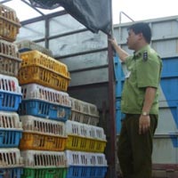 Thị trường - Tiêu dùng - Phù phép gà TQ thành gà đồi Bắc Giang