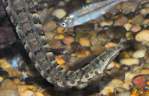 Ngắm loài rắn mọc râu độc nhất vô nhị ở VN - 3