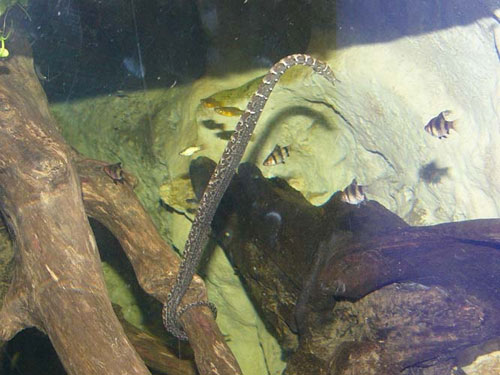 Ngắm loài rắn mọc râu độc nhất vô nhị ở VN - 4