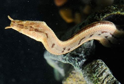 Ngắm loài rắn mọc râu độc nhất vô nhị ở VN - 5